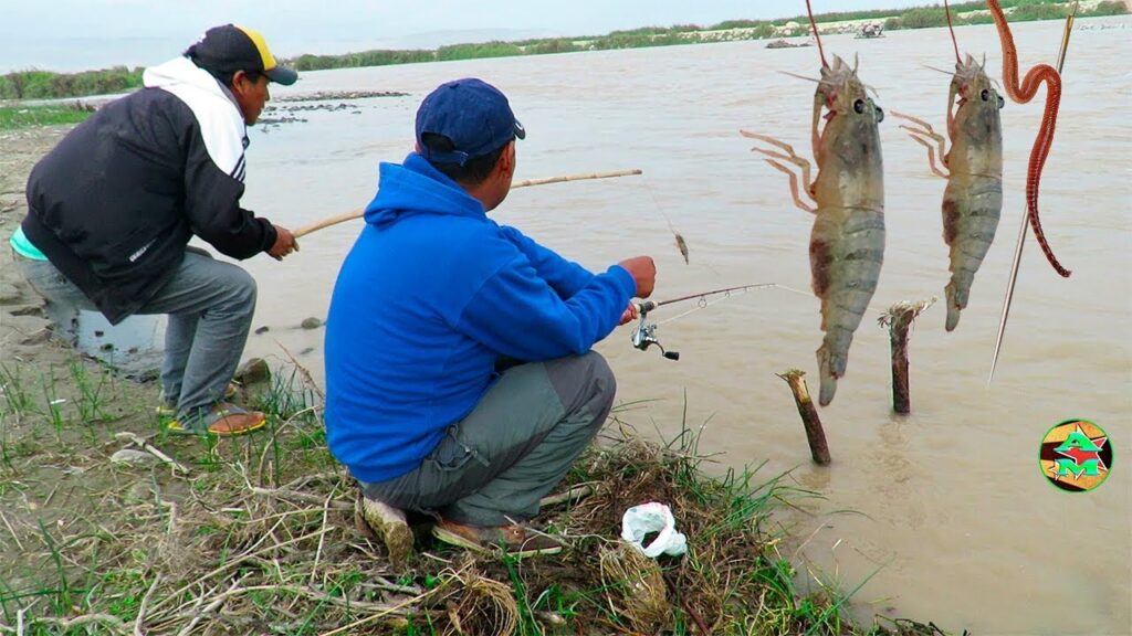 ᐈ Cómo Pescar Camarones de Río ♻️ LaLicenciadePesca.com