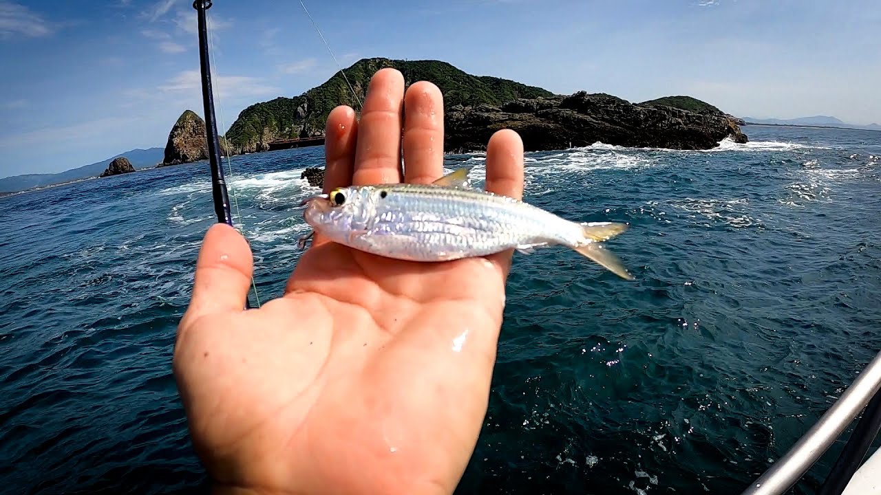 Cómo pescar con trozos de sardina