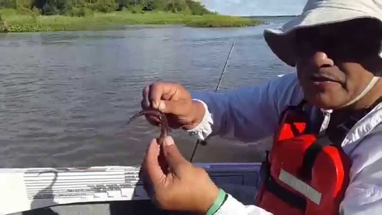 Cómo pescar morenas para carnada