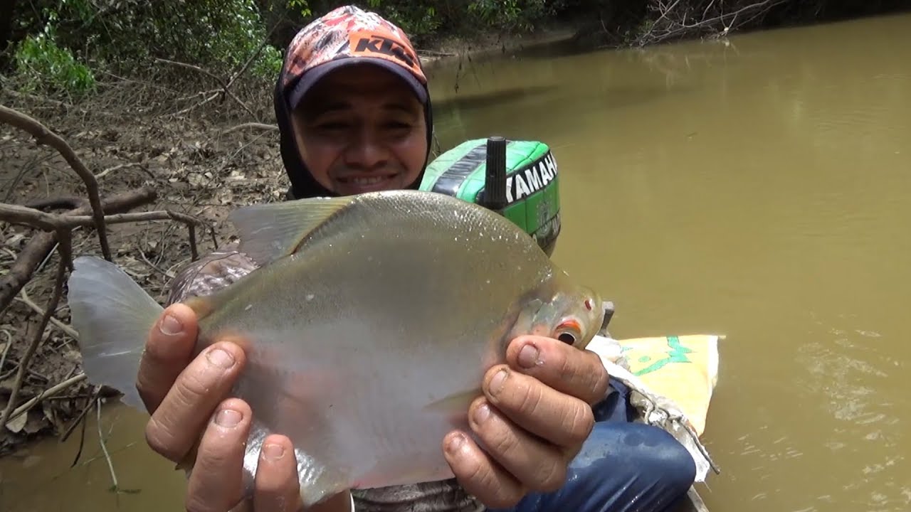 Cómo pescar palometas de río
