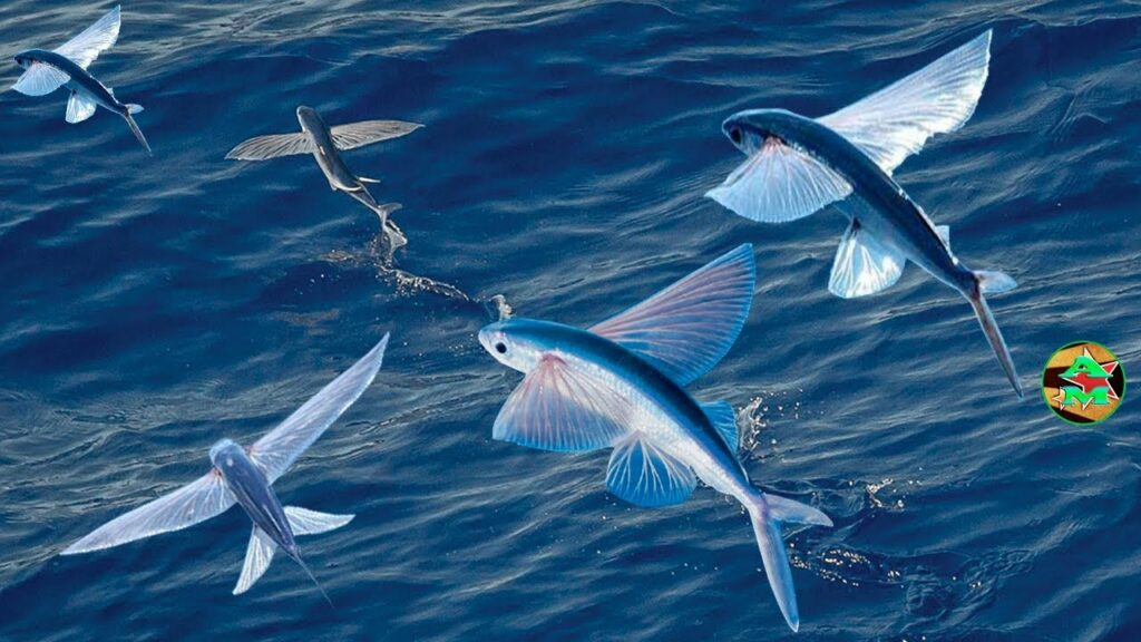 Cómo pescar pez volador