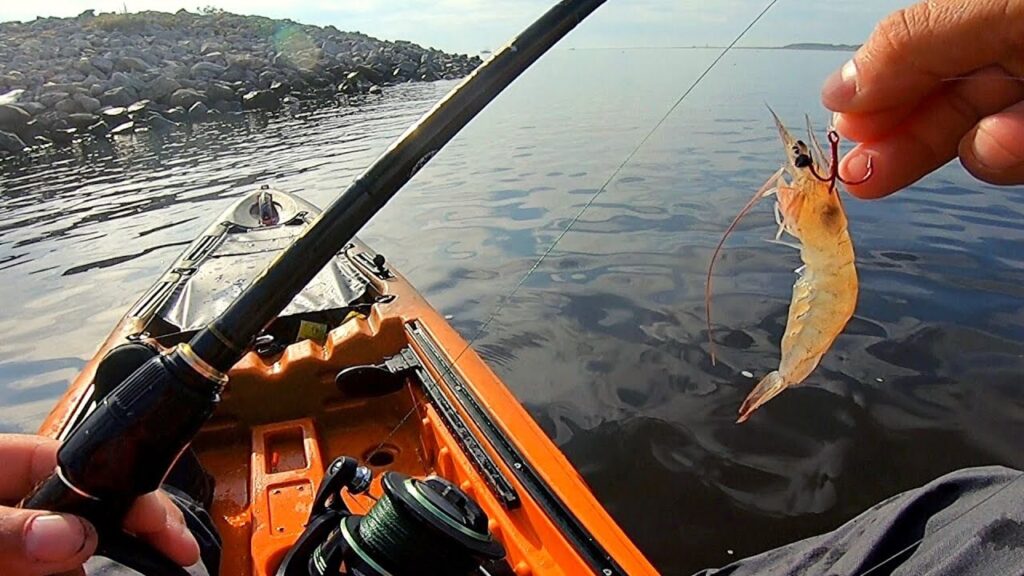 Cómo Pescar Camarón en el Mar