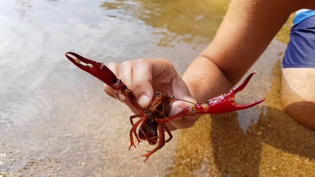 como agarrar cangrejos con la mano