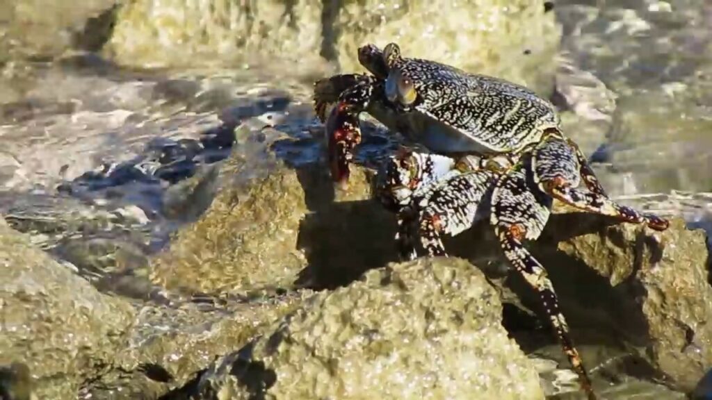 como atrapar cangrejos en la playa
