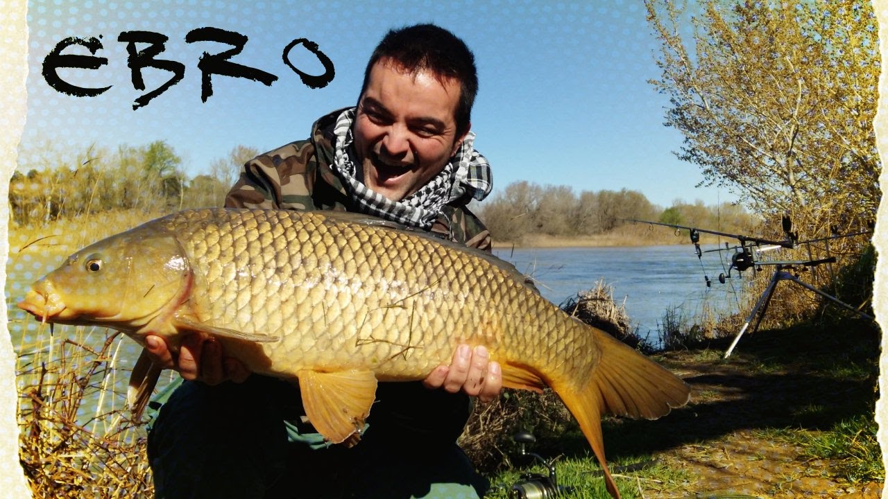 Cómo Pescar Carpas en el Ebro