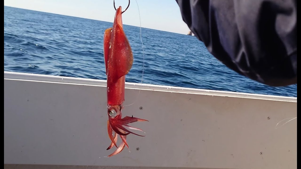 Cómo Pescar con Calamar Vivo