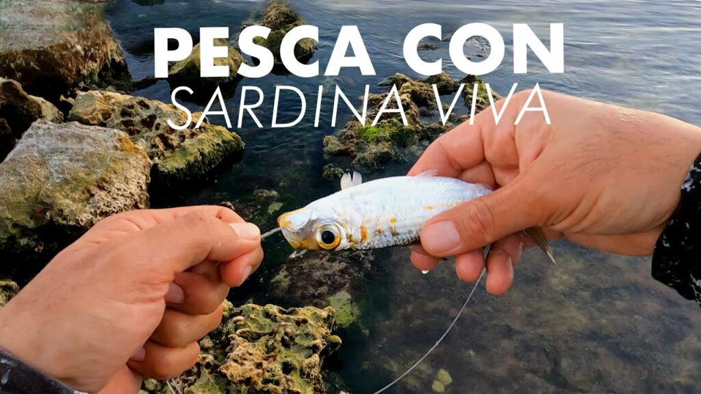 Cómo Pescar con Sardinas