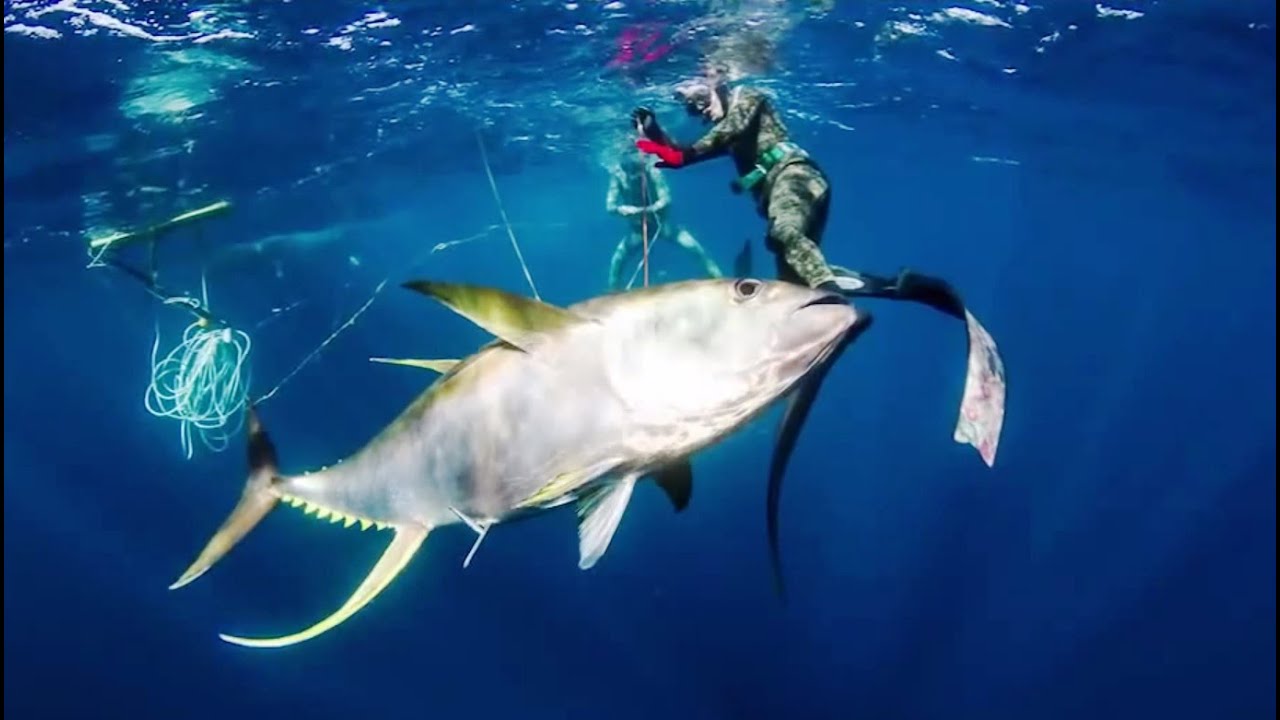 Cómo pescar atún aleta amarilla