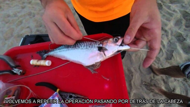 Cuál es el Mejor Cebo para Pescar en Almería