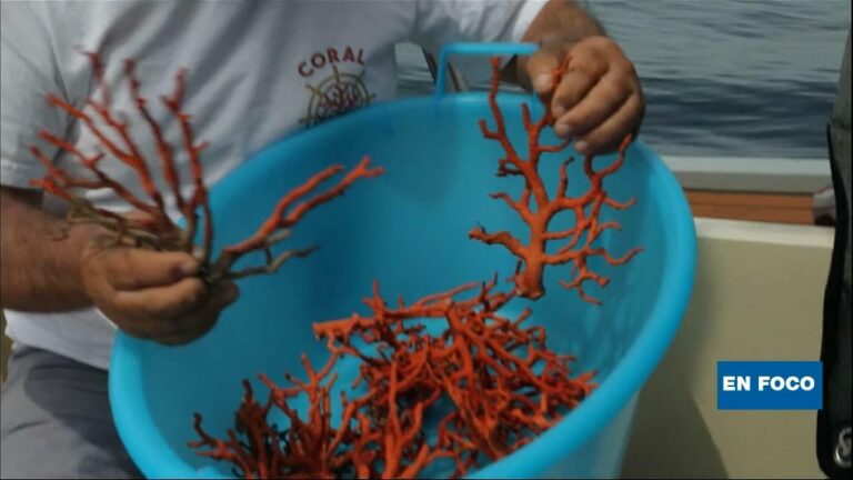 La Pesca Artesanal del Coral Rojo